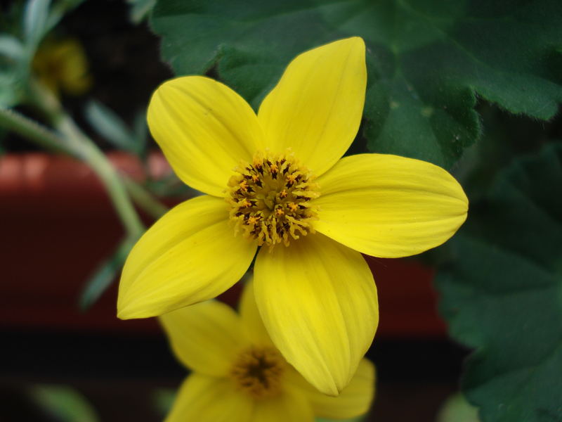 Yellow Flower