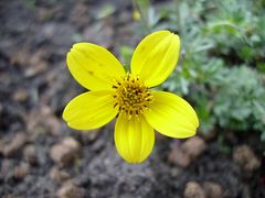 Yellow Flower