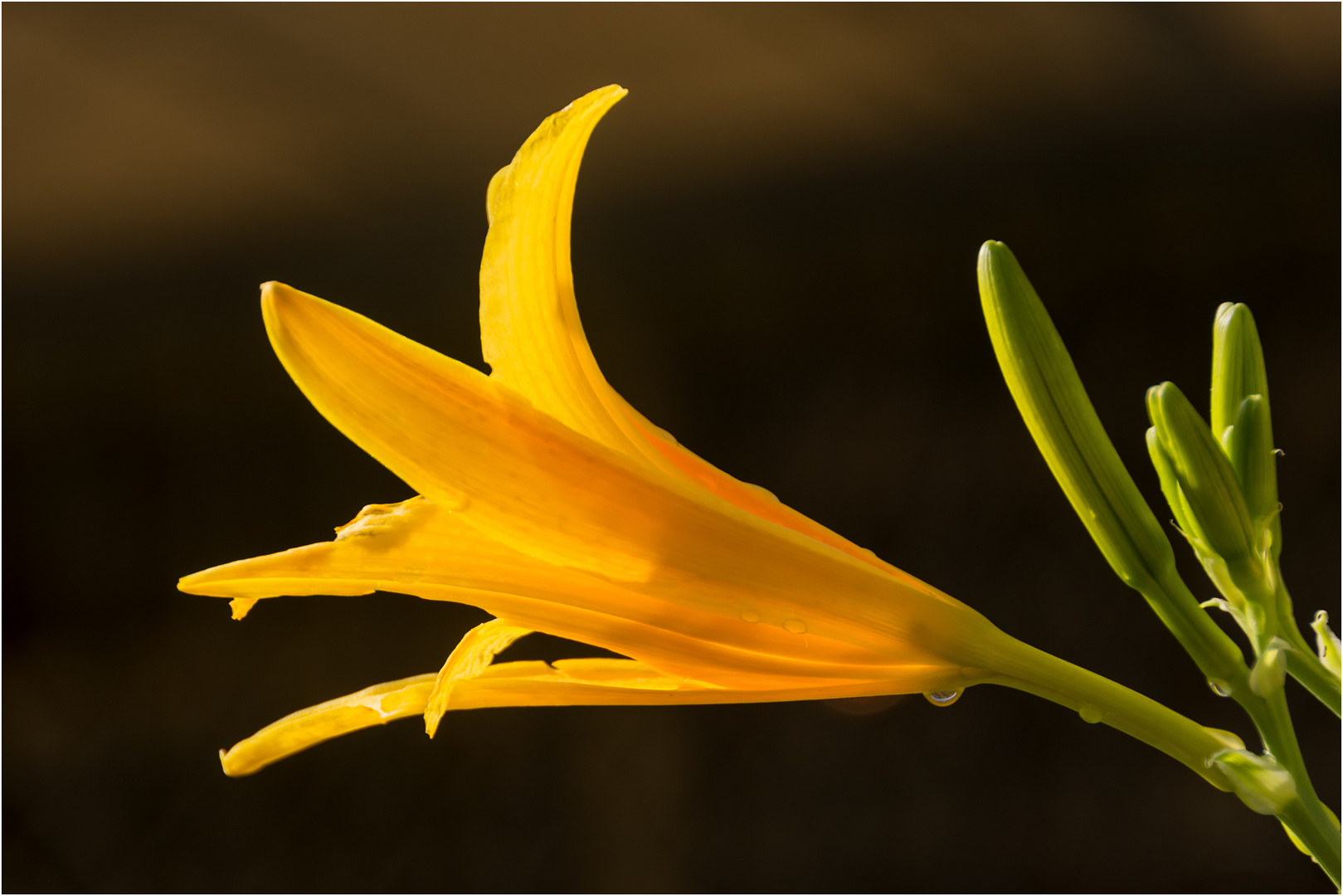 Yellow Flower