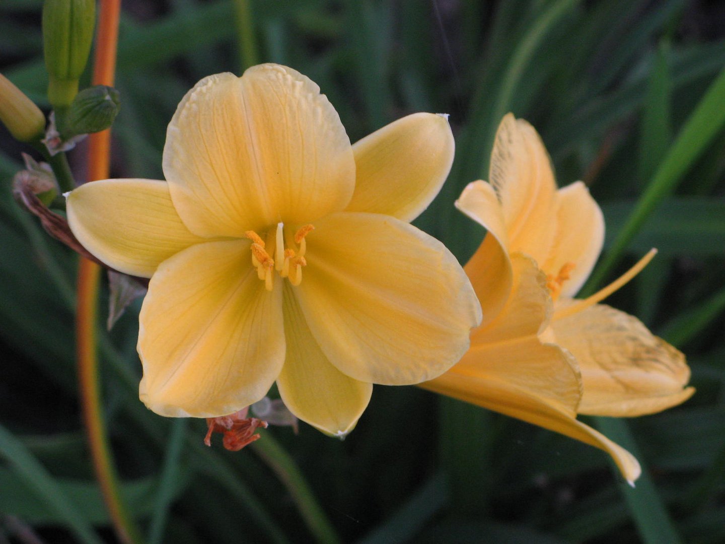 Yellow flower