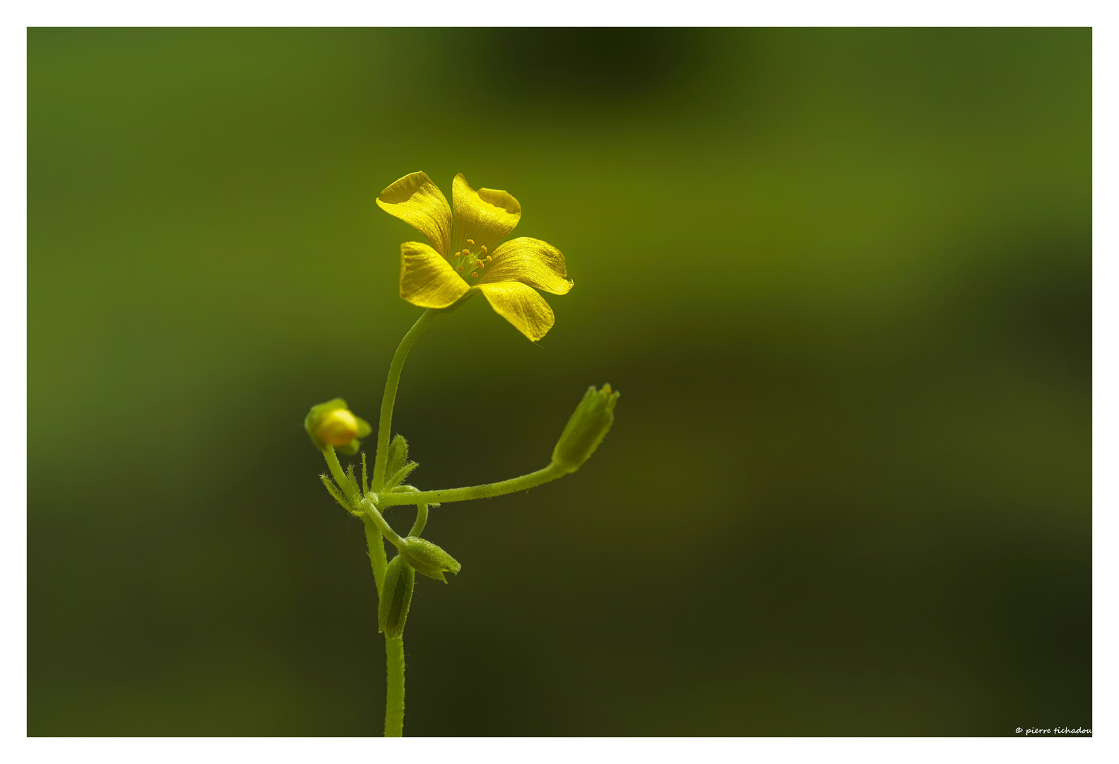 yellow flower