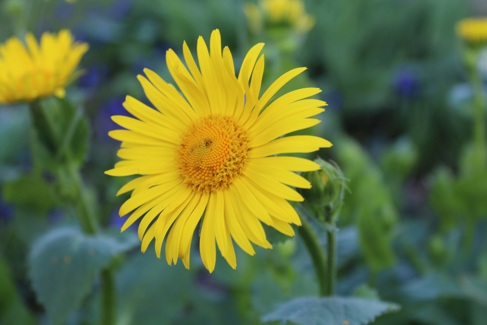 Yellow flower