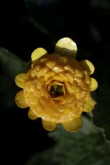 Yellow flower