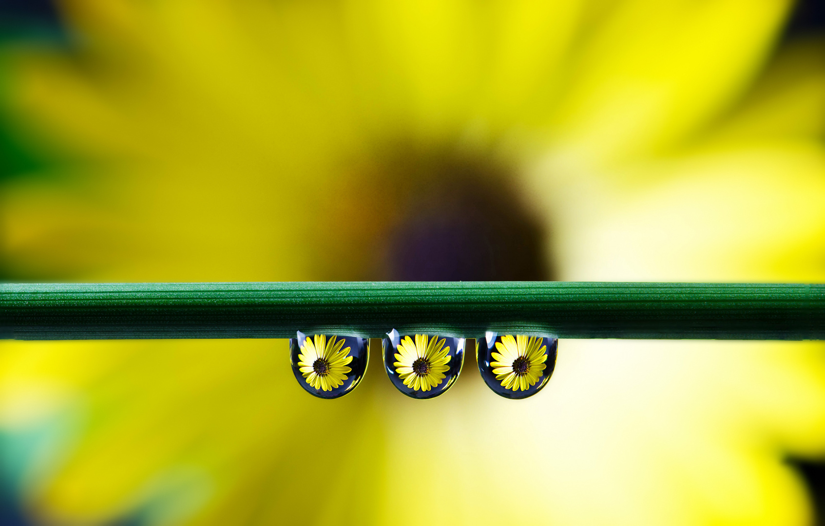 Yellow flower drops...