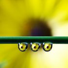 Yellow flower drops...