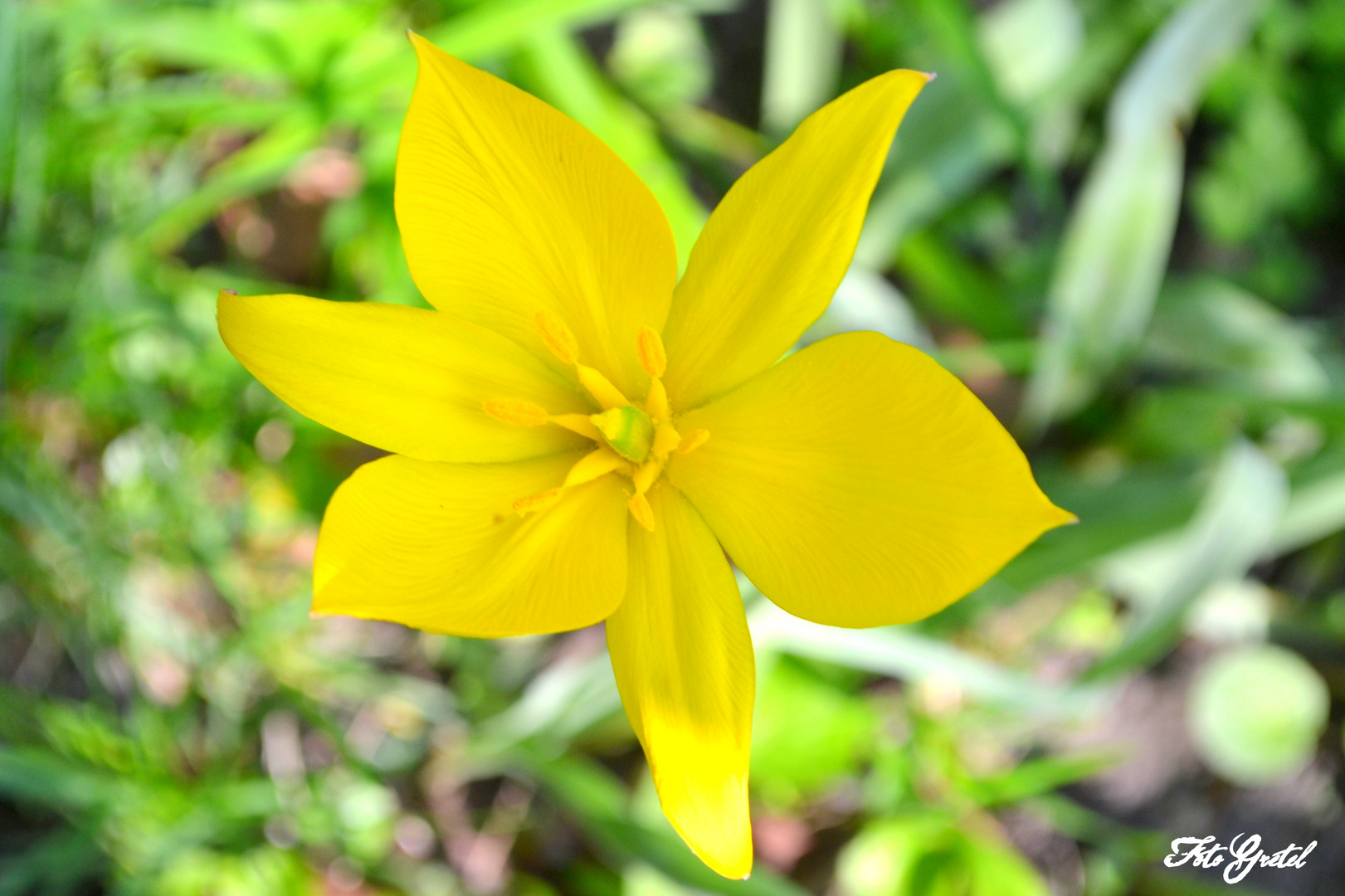 yellow Flower