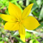 yellow Flower