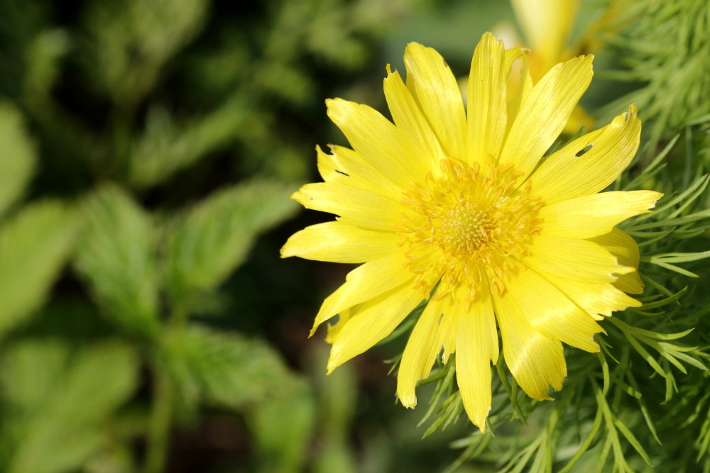 Yellow flower