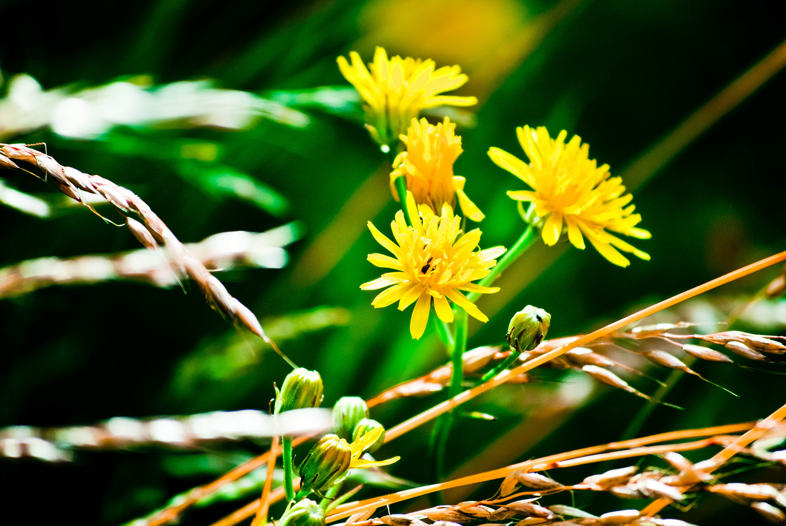 yellow flower