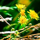 yellow flower