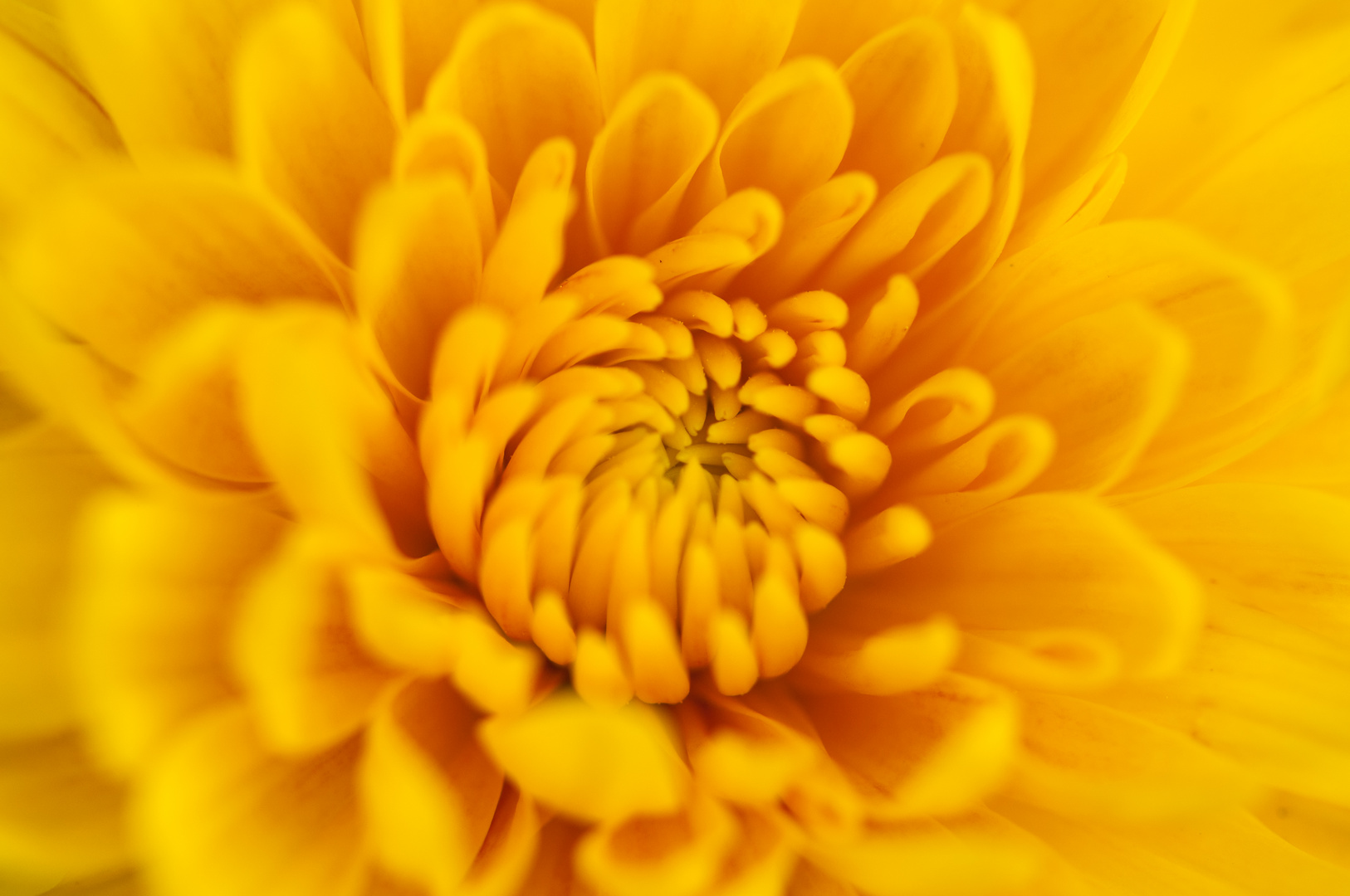 Yellow Flower