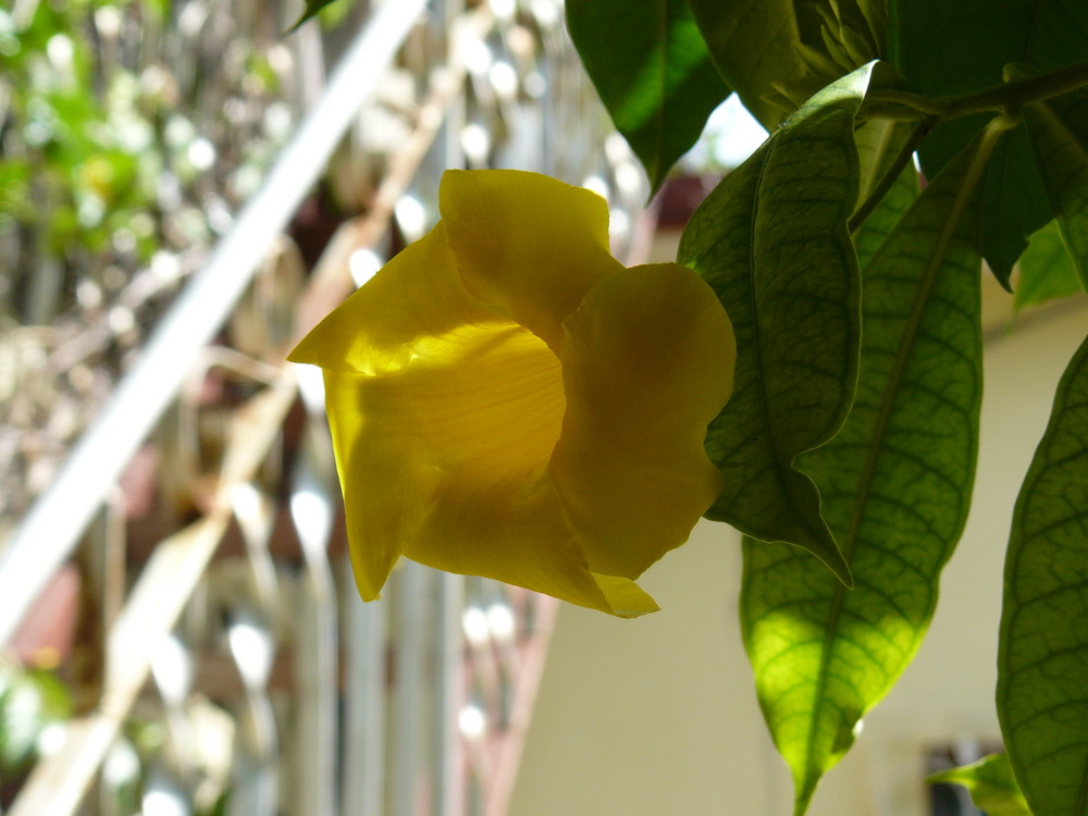 Yellow Flower di thomas fontana 