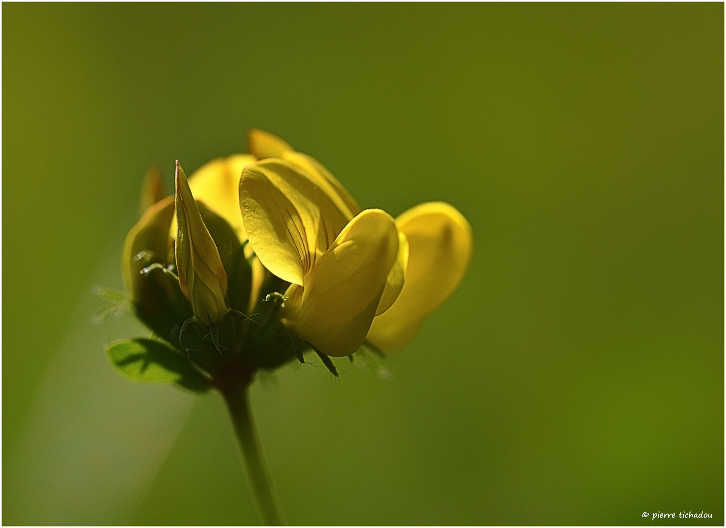 yellow flower 