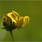 yellow flower 