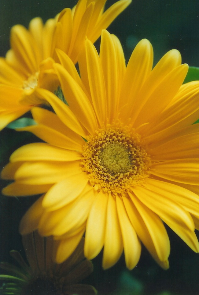 Yellow Flower