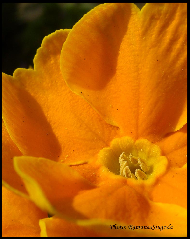 Yellow flower