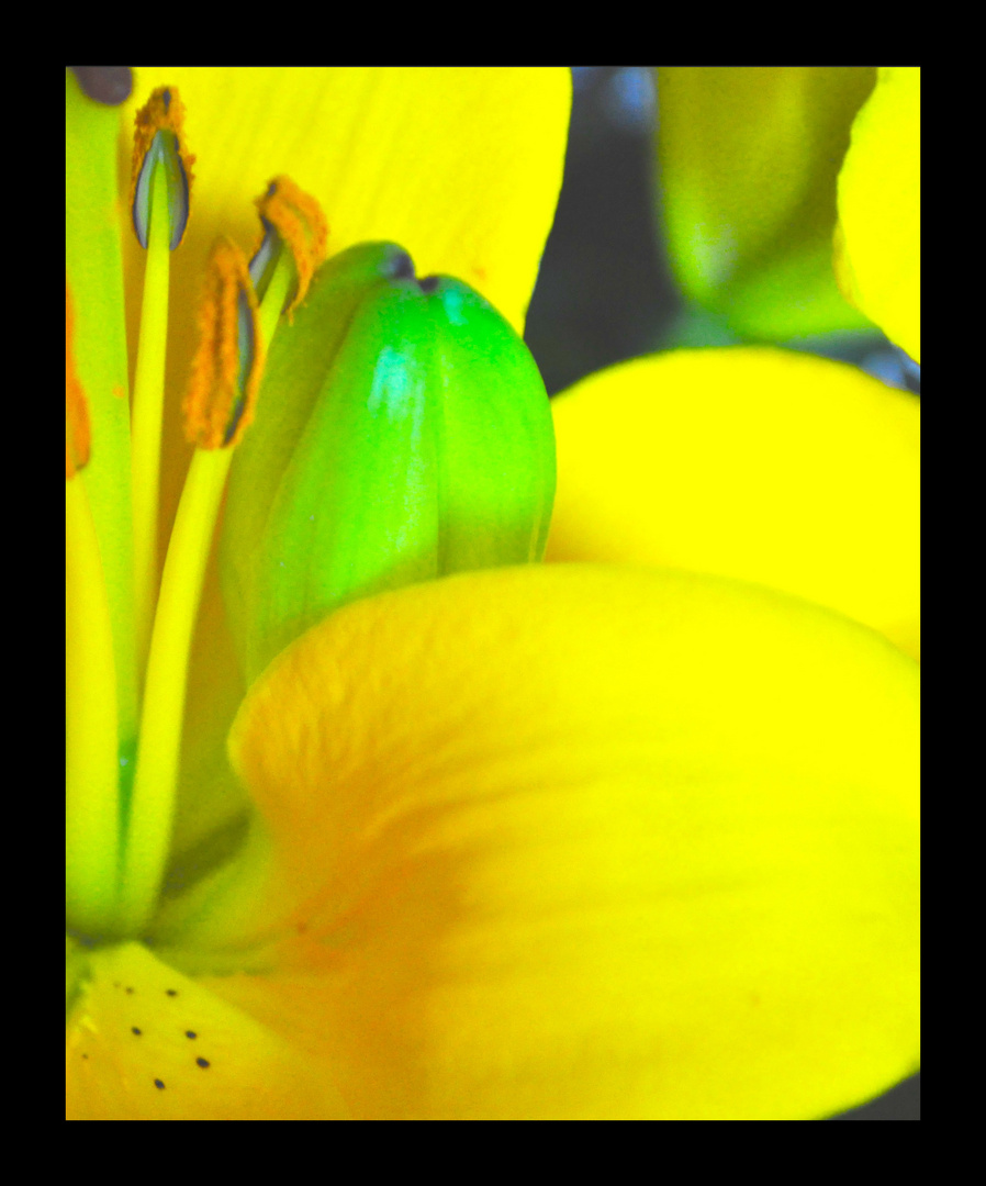 yellow flower