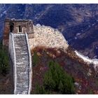 Yellow Flower Great Wall