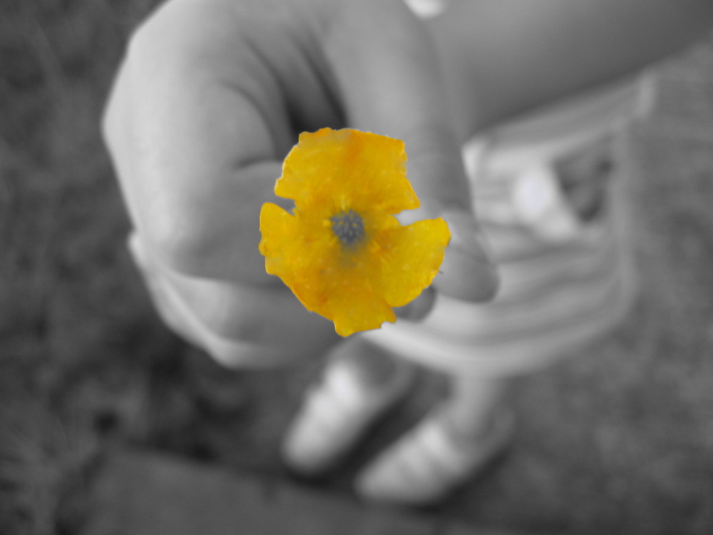 Yellow flower in a child's hand