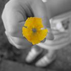 Yellow flower in a child's hand