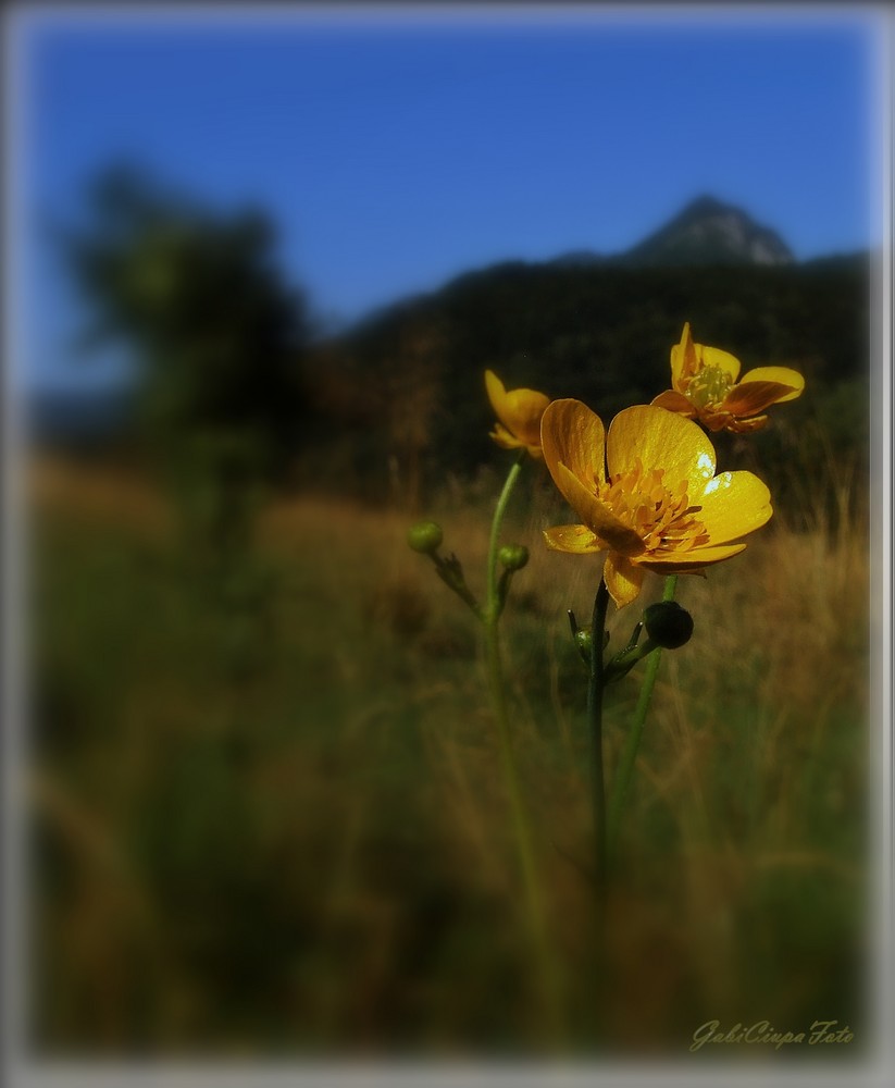 Yellow flower mountain