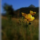 Yellow flower mountain