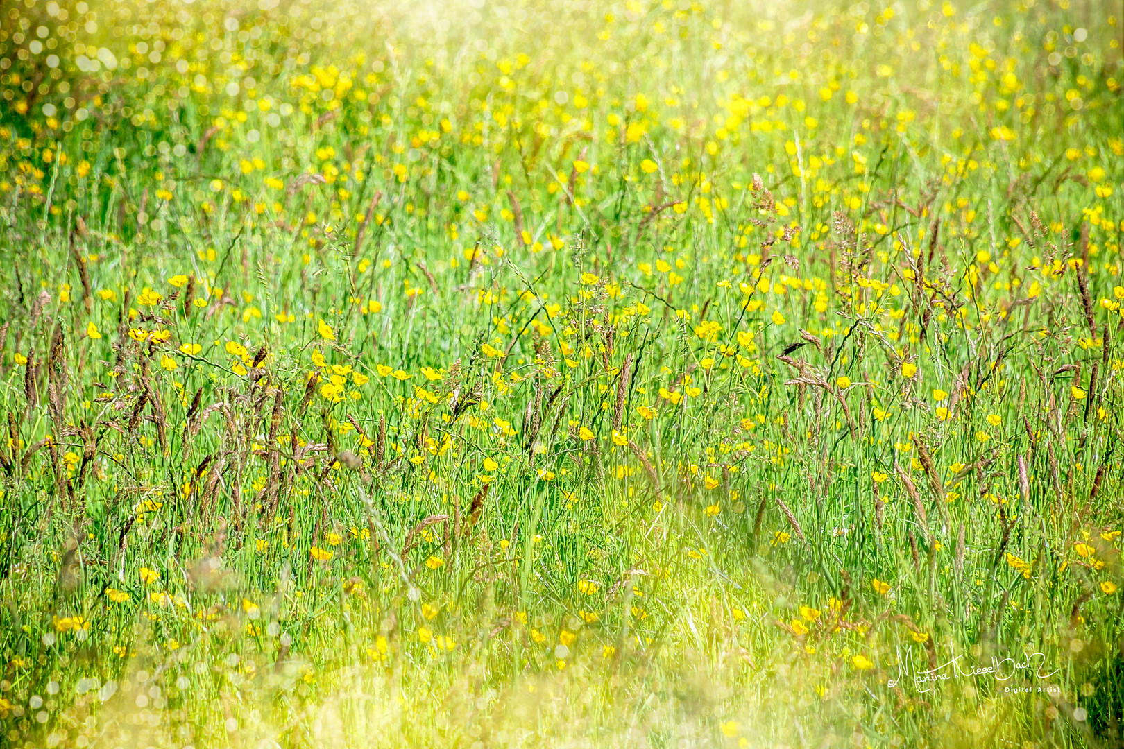 Yellow flower sea