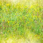 Yellow flower sea