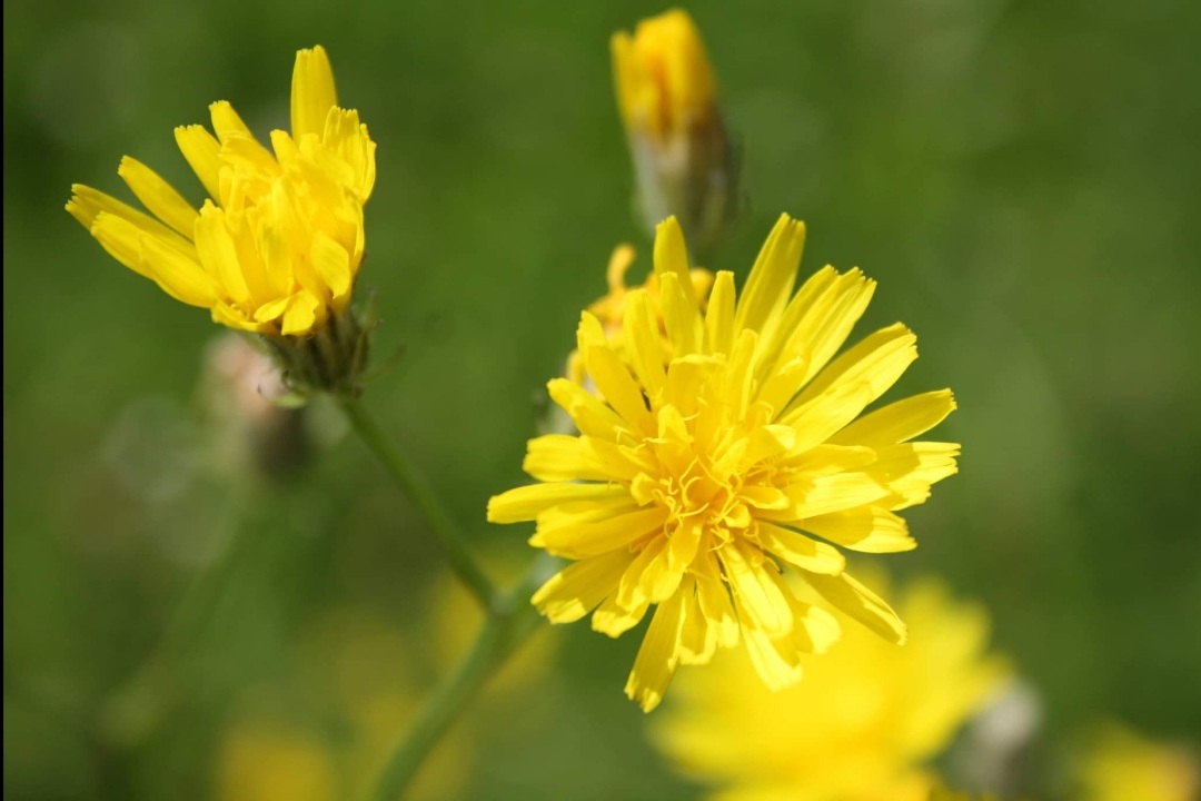 Yellow flower, springtime germany 