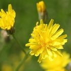 Yellow flower, springtime germany 