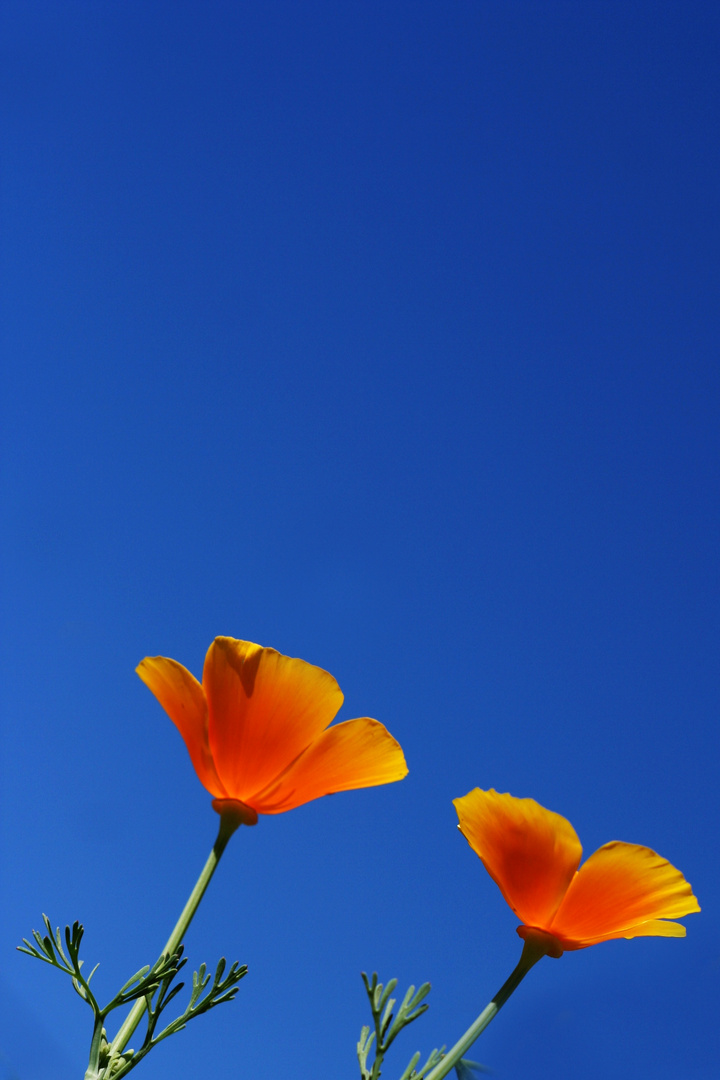 yellow flower with blue sky
