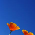 yellow flower with blue sky