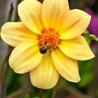 Yellow Flower With Visitor