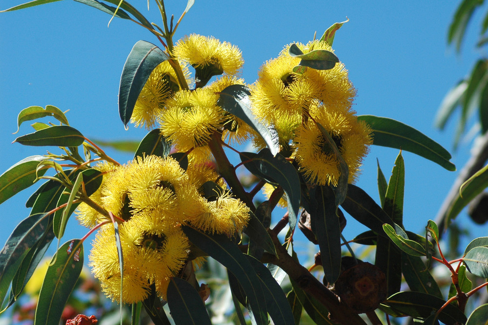 Yellow flowering gum