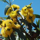 Yellow flowering gum