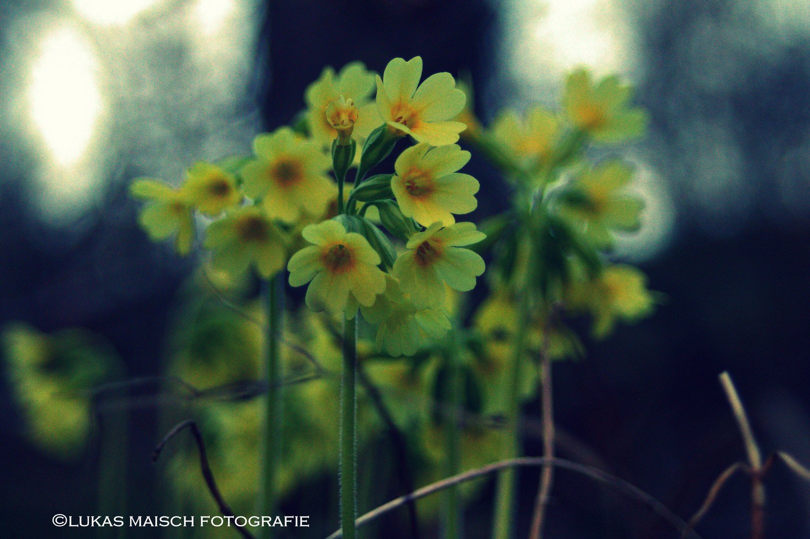 Yellow Flowerpower