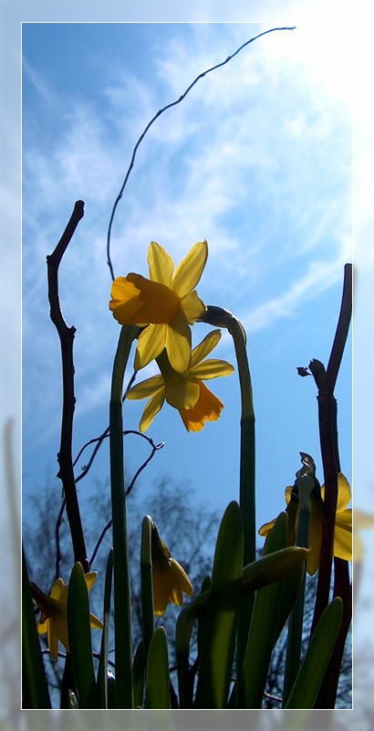 Yellow Flowers