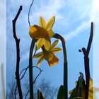 Yellow Flowers