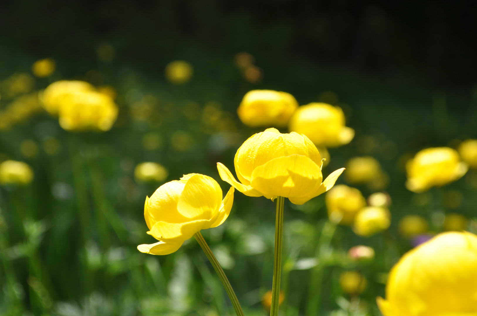 Yellow Flowers