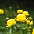 Yellow Flowers