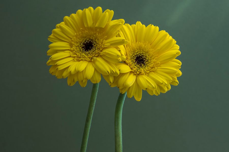 Yellow Flowers