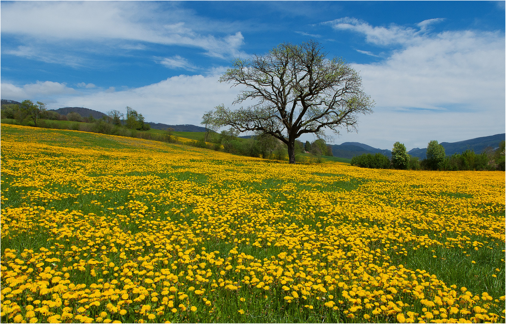 Yellow Flowers...