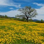 Yellow Flowers...