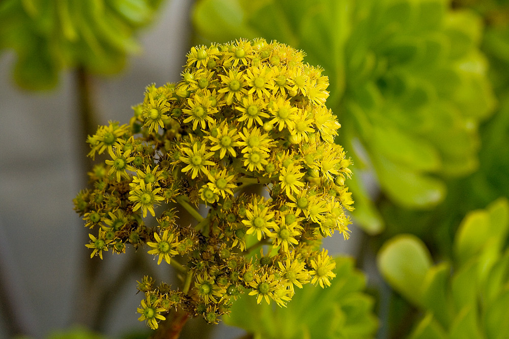 Yellow flowers