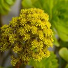 Yellow flowers