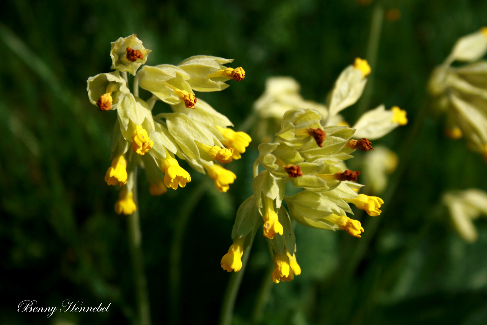 Yellow Flowers