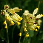 Yellow Flowers