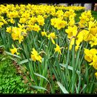 Yellow Flowers