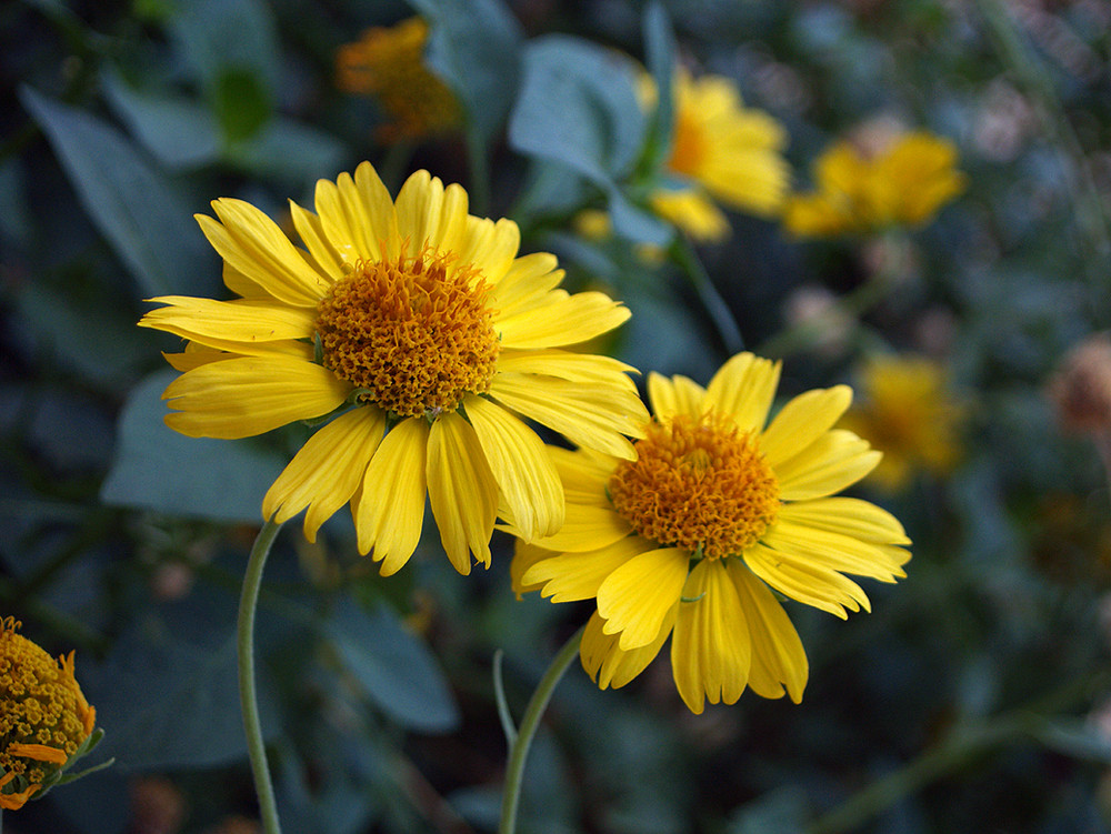 yellow flowers