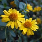 yellow flowers